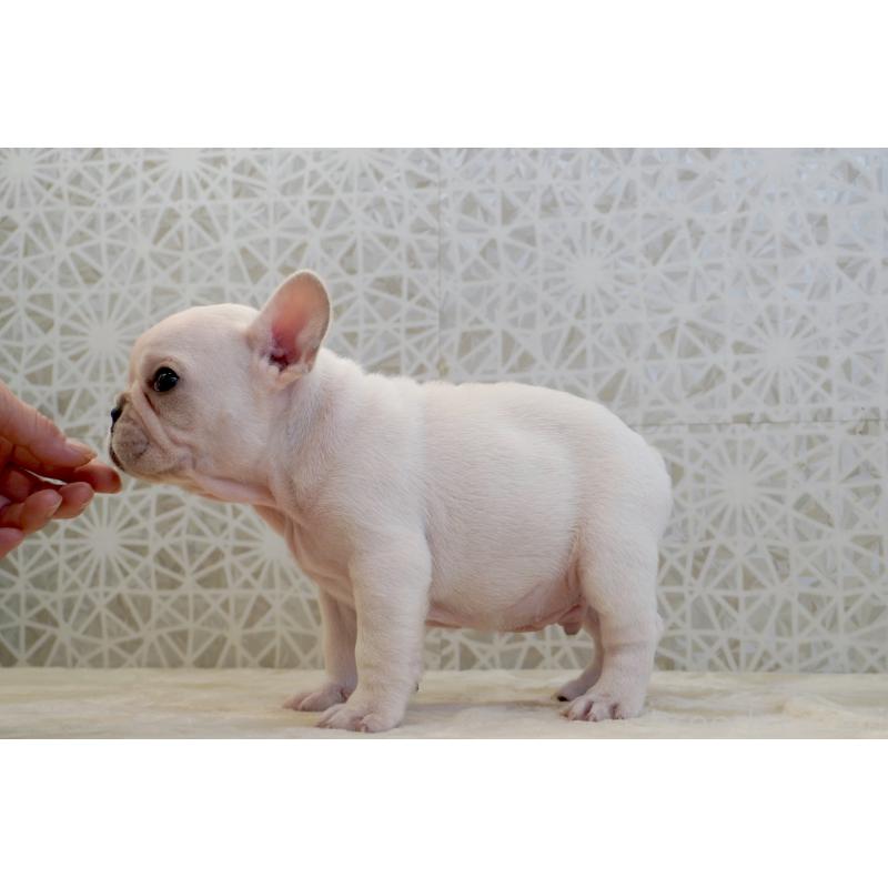 販売中の東京都のフレンチブルドッグ-439905の3枚目