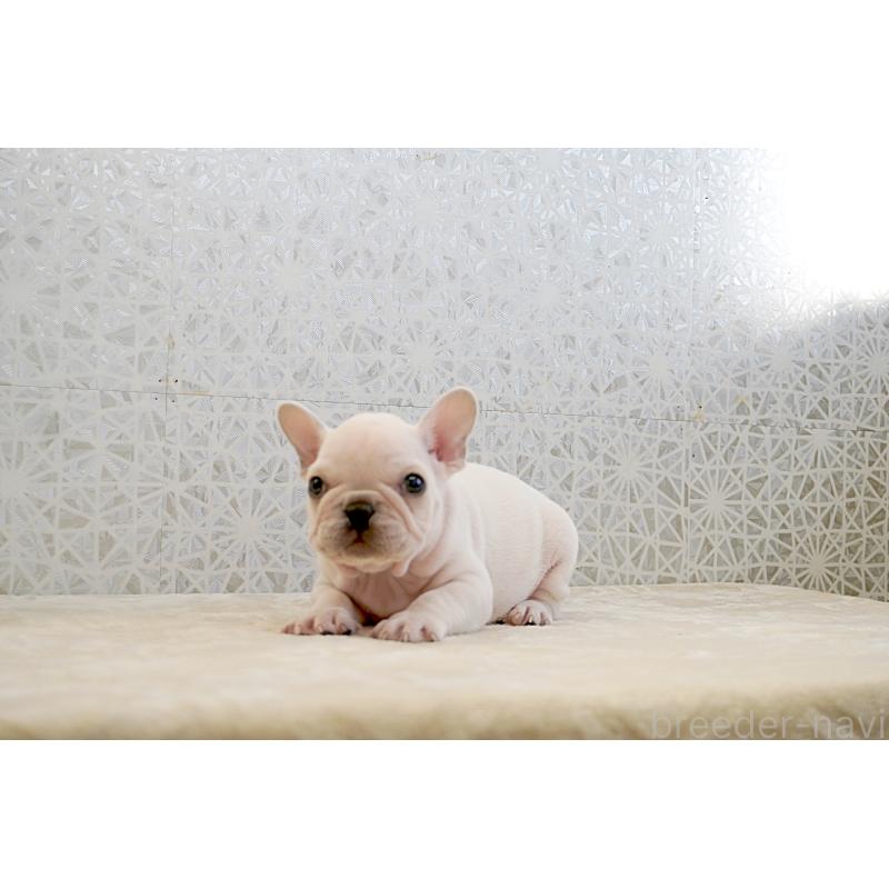 販売中の東京都のフレンチブルドッグ-439905の2枚目