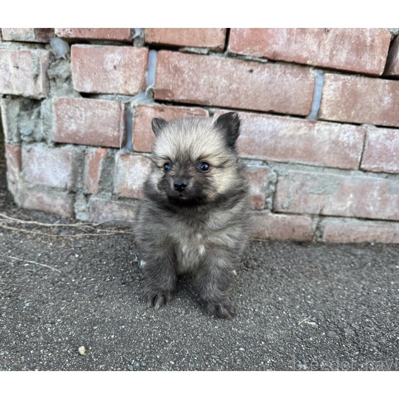 販売中の福岡県のポメラニアン-365546の10枚目