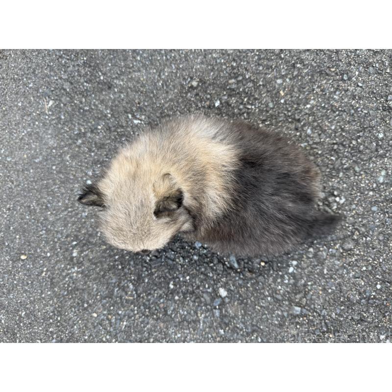販売中の福岡県のポメラニアン-365546の9枚目