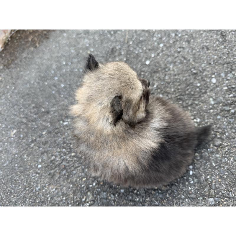 販売中の福岡県のポメラニアン-365546の8枚目