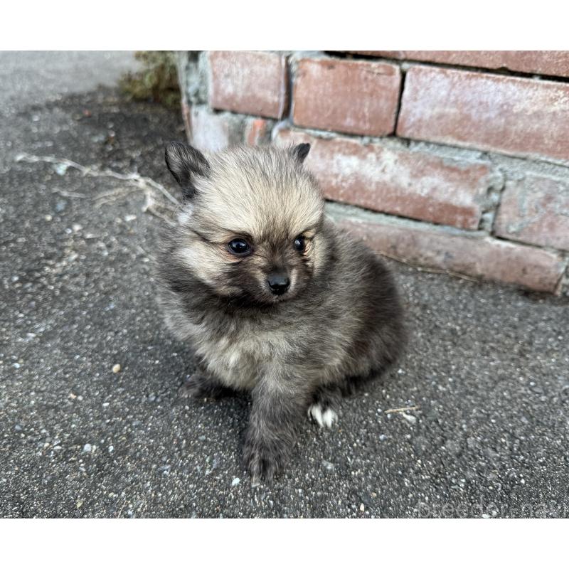 販売中の福岡県のポメラニアン-365546の6枚目