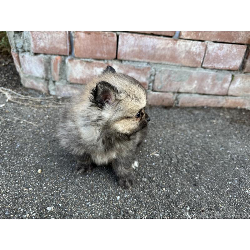 販売中の福岡県のポメラニアン-365546の5枚目