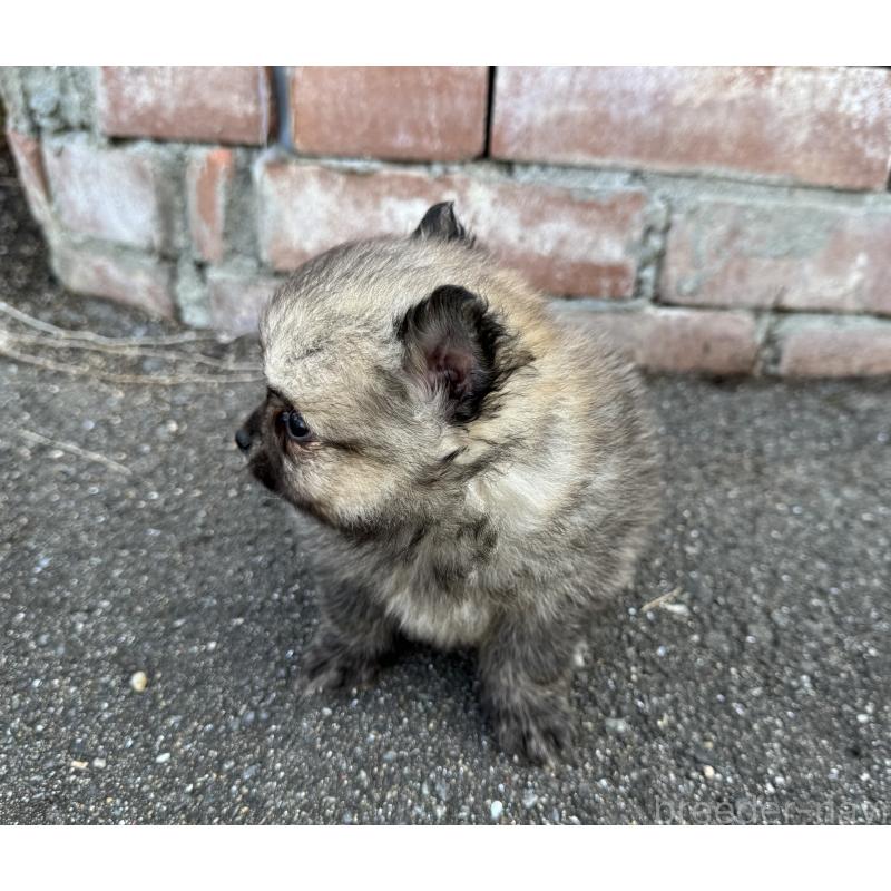 販売中の福岡県のポメラニアン-365546の4枚目