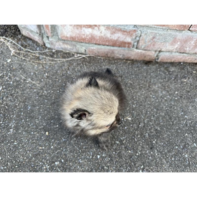 販売中の福岡県のポメラニアン-365546の3枚目