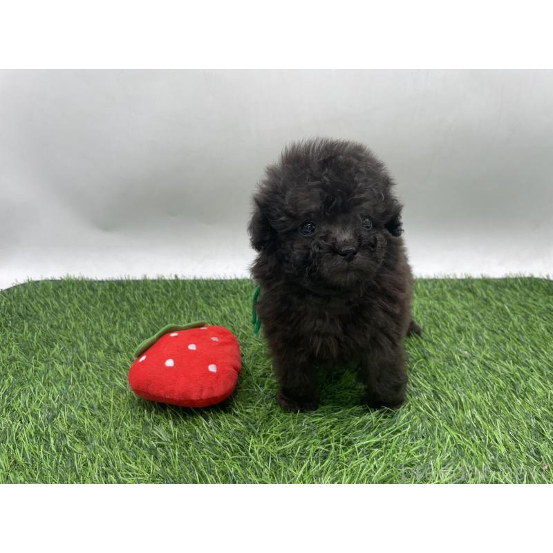 販売中の愛知県のトイプードル-439906の5枚目