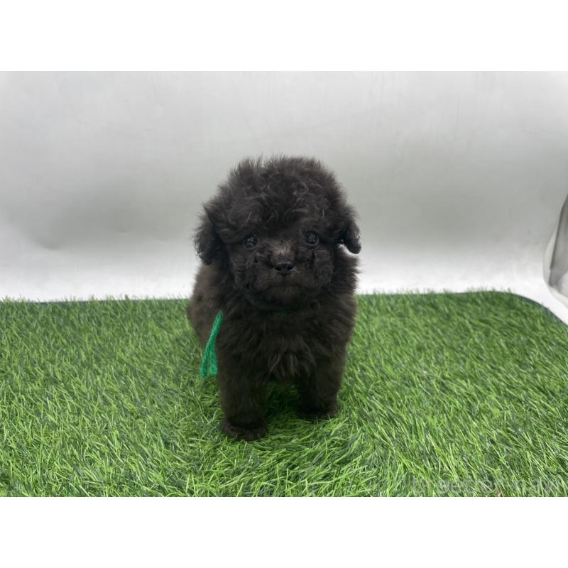 販売中の愛知県のトイプードル-439906の1枚目