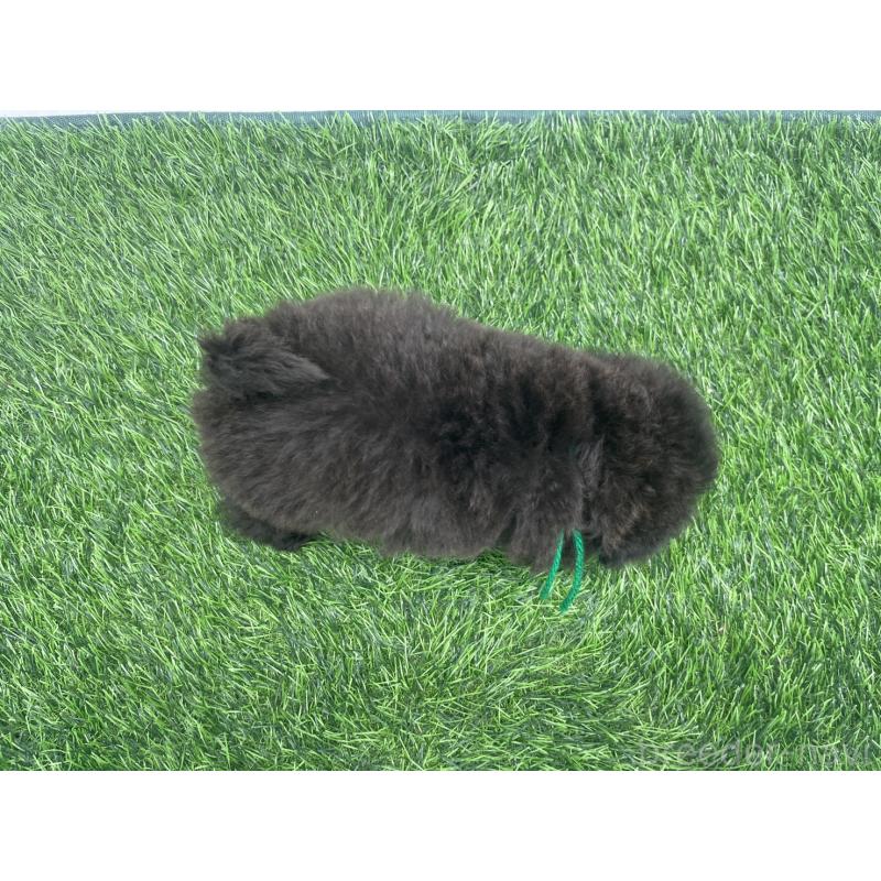 販売中の愛知県のトイプードル-439906の3枚目