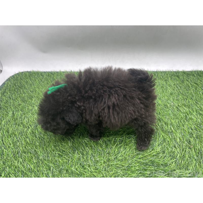 販売中の愛知県のトイプードル-439906の2枚目