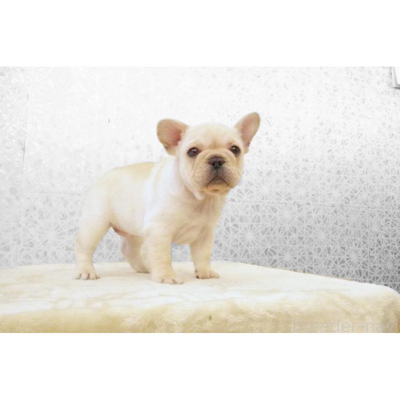販売中の東京都のフレンチブルドッグ-439907の9枚目
