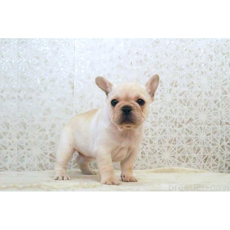 販売中の東京都のフレンチブルドッグ-439907の7枚目
