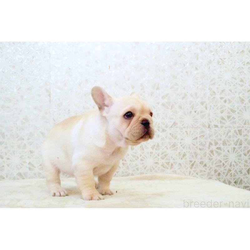 販売中の東京都のフレンチブルドッグ-439907の6枚目