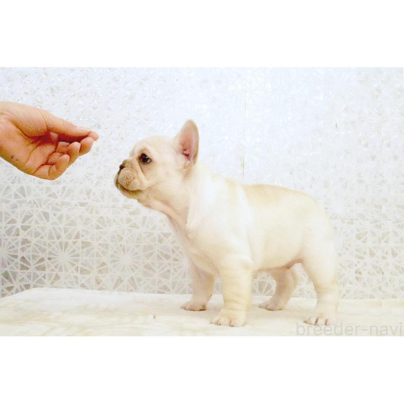 販売中の東京都のフレンチブルドッグ-439907の5枚目