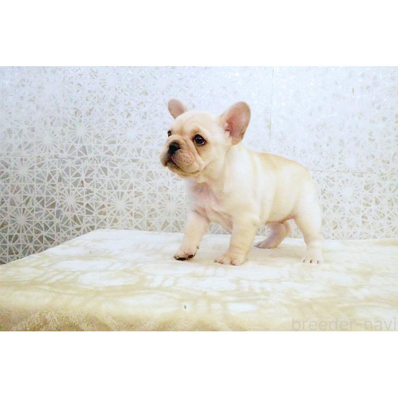 販売中の東京都のフレンチブルドッグ-439907の4枚目