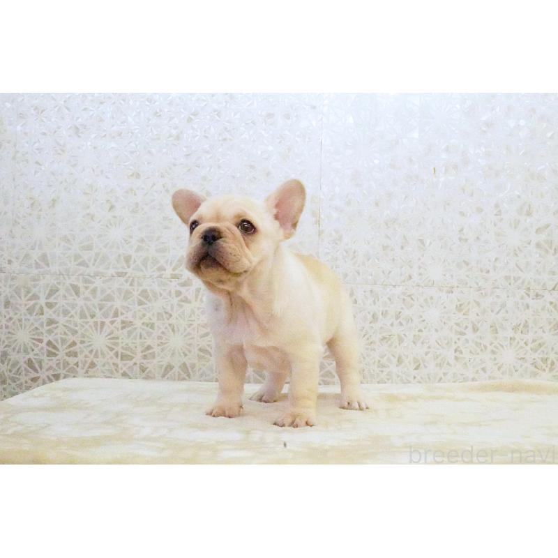 販売中の東京都のフレンチブルドッグ-439907の3枚目