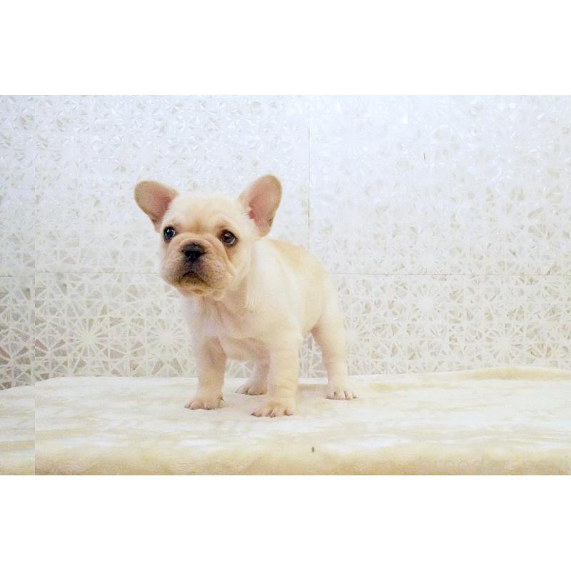販売中の東京都のフレンチブルドッグ-439907の2枚目