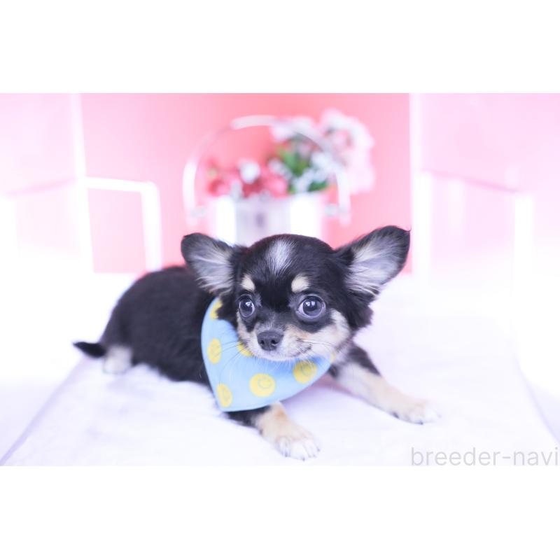 販売中の愛知県のチワワ(ロングコート)-424764の7枚目