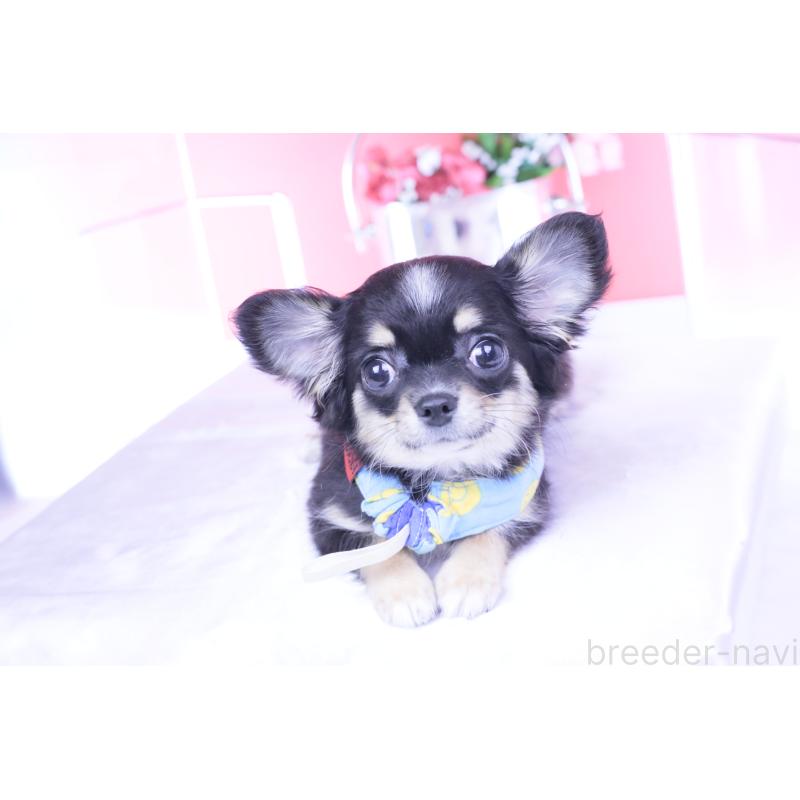 販売中の愛知県のチワワ(ロングコート)-424764の5枚目