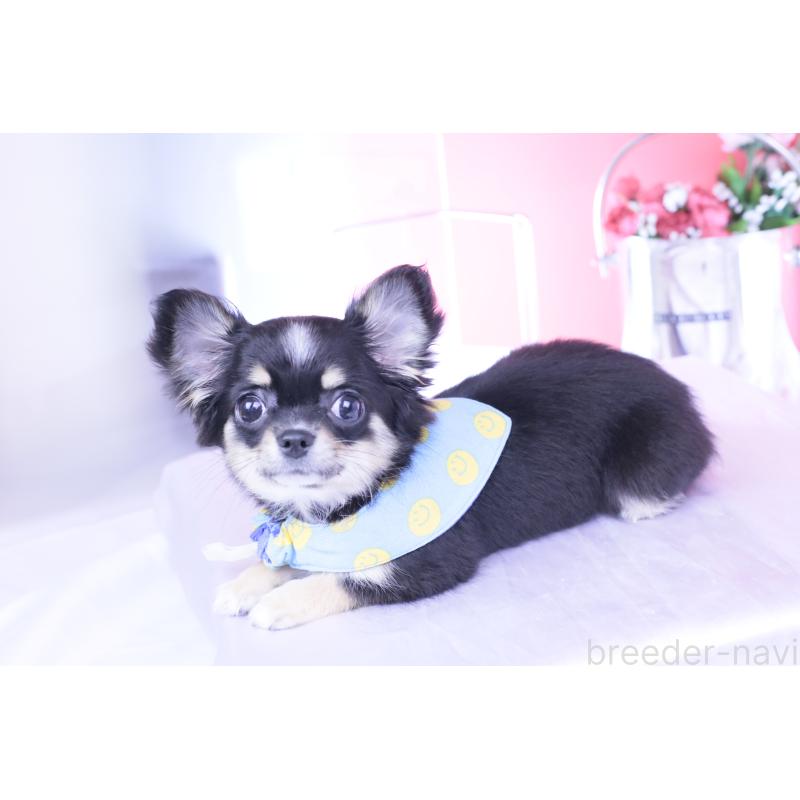 販売中の愛知県のチワワ(ロングコート)-424764の4枚目