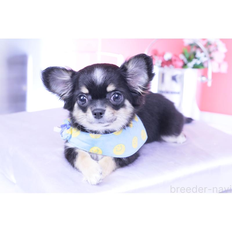 販売中の愛知県のチワワ(ロングコート)-424764の2枚目