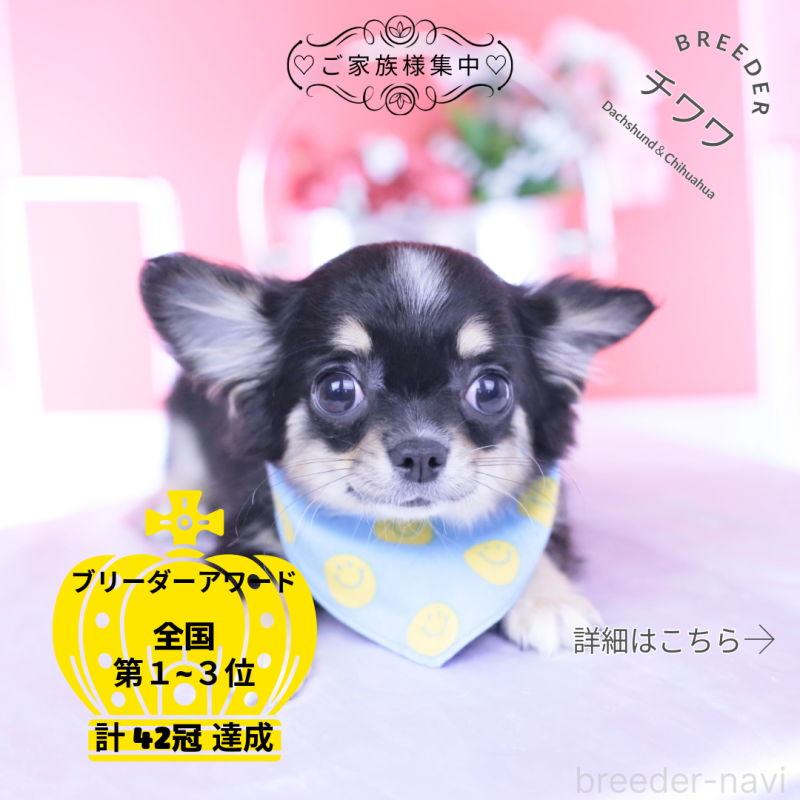 販売中ののチワワ(ロングコート)-424764