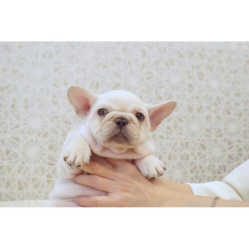 販売中の東京都のフレンチブルドッグ-439909