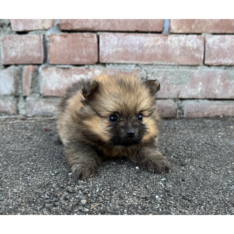 販売中の福岡県のポメラニアン-439908の9枚目