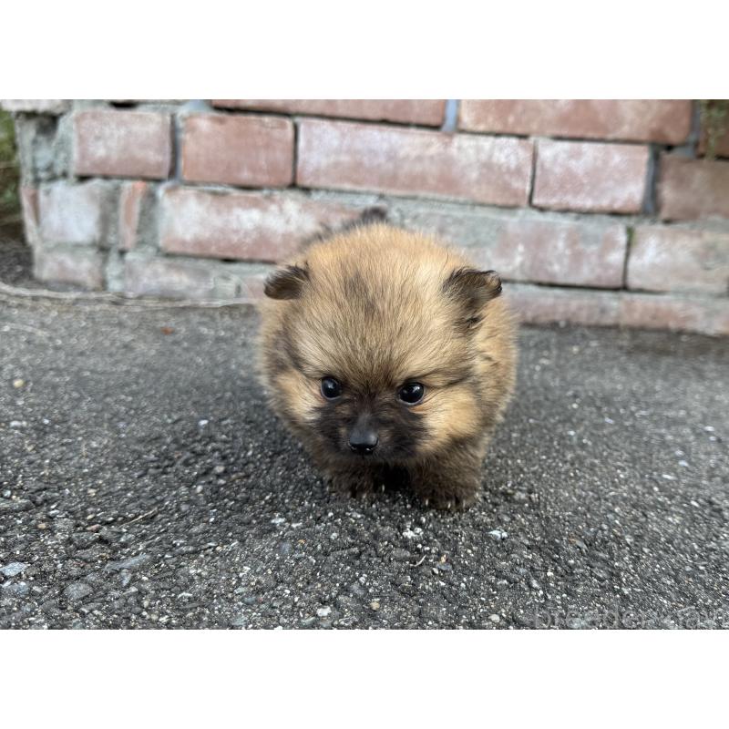 販売中の福岡県のポメラニアン-439908の8枚目