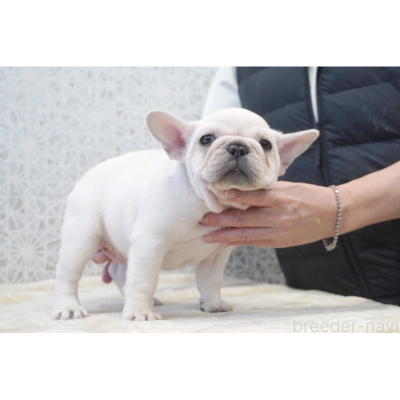 販売中の東京都のフレンチブルドッグ-439909の6枚目