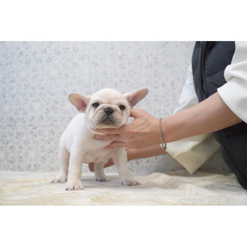 販売中の東京都のフレンチブルドッグ-439909の5枚目