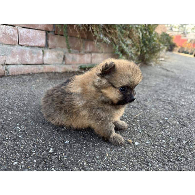 販売中の福岡県のポメラニアン-439908の4枚目