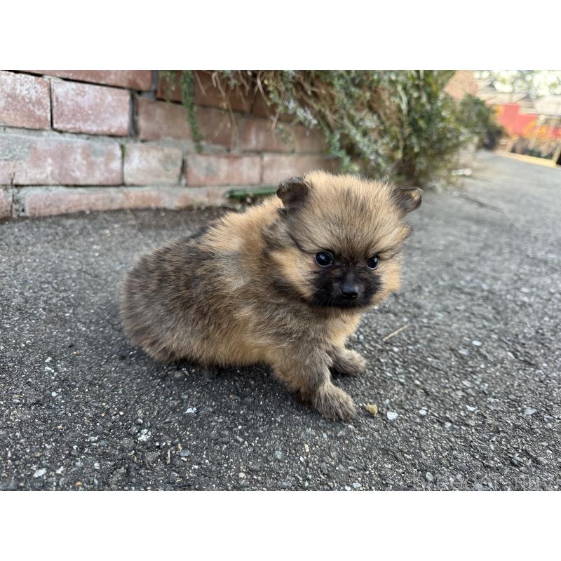 販売中の福岡県のポメラニアン-439908の3枚目