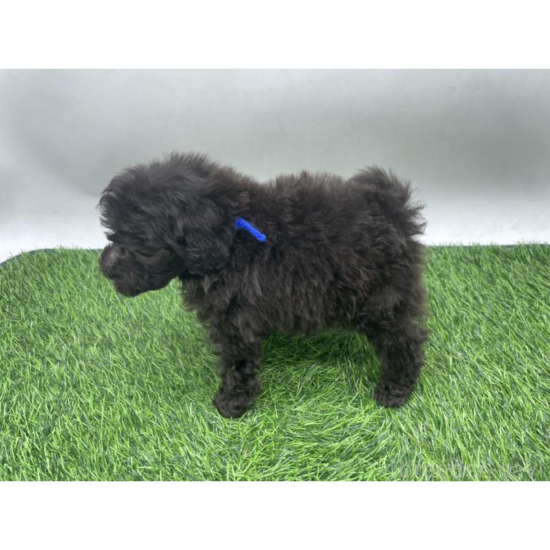 販売中の愛知県のトイプードル-439910の5枚目