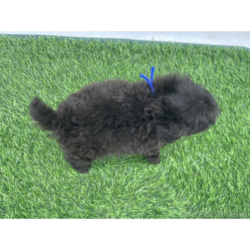 販売中の愛知県のトイプードル-439910の4枚目