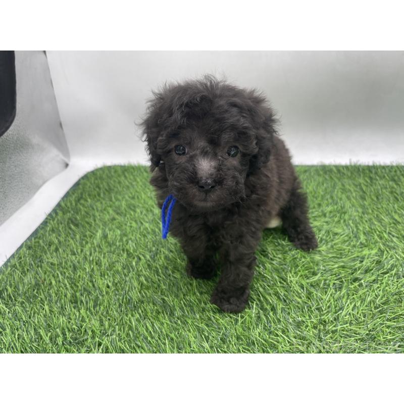 販売中の愛知県のトイプードル-439910の3枚目