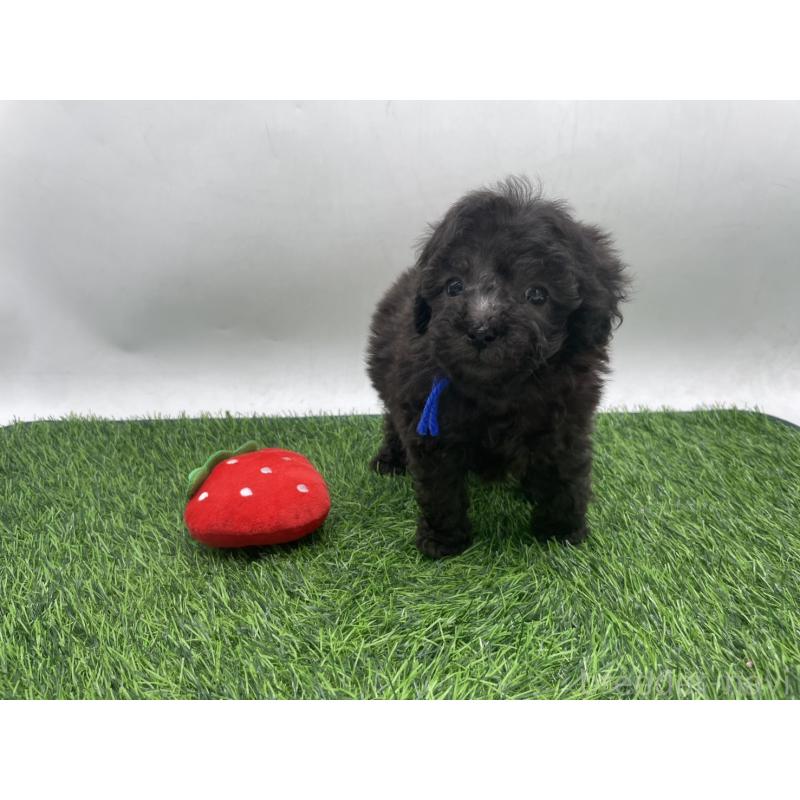 販売中の愛知県のトイプードル-439910の2枚目