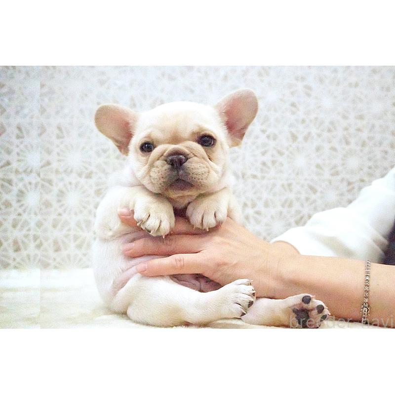 販売中の東京都のフレンチブルドッグ-439913