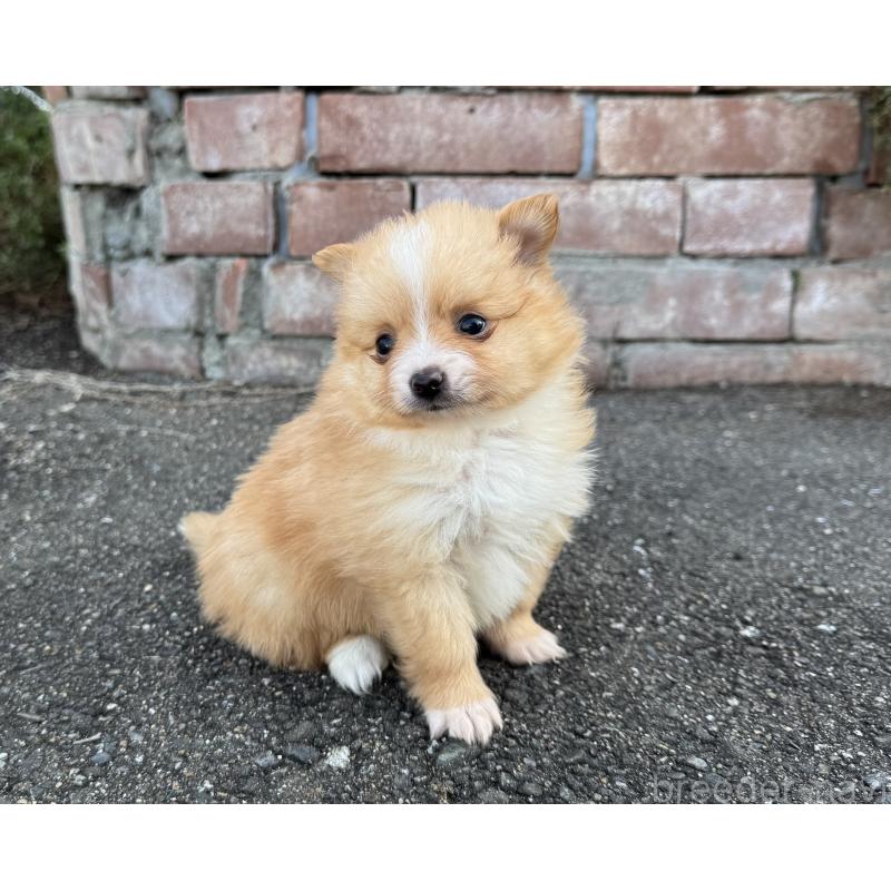 販売中の福岡県のポメラニアン-439911の7枚目