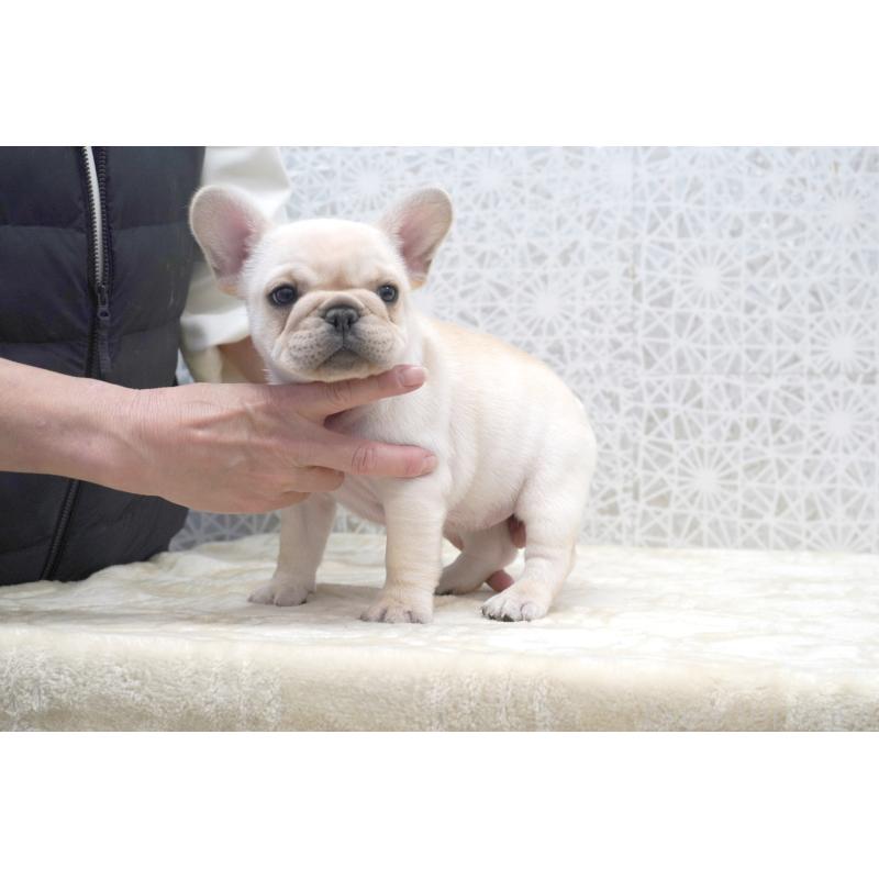 販売中の東京都のフレンチブルドッグ-439913の4枚目