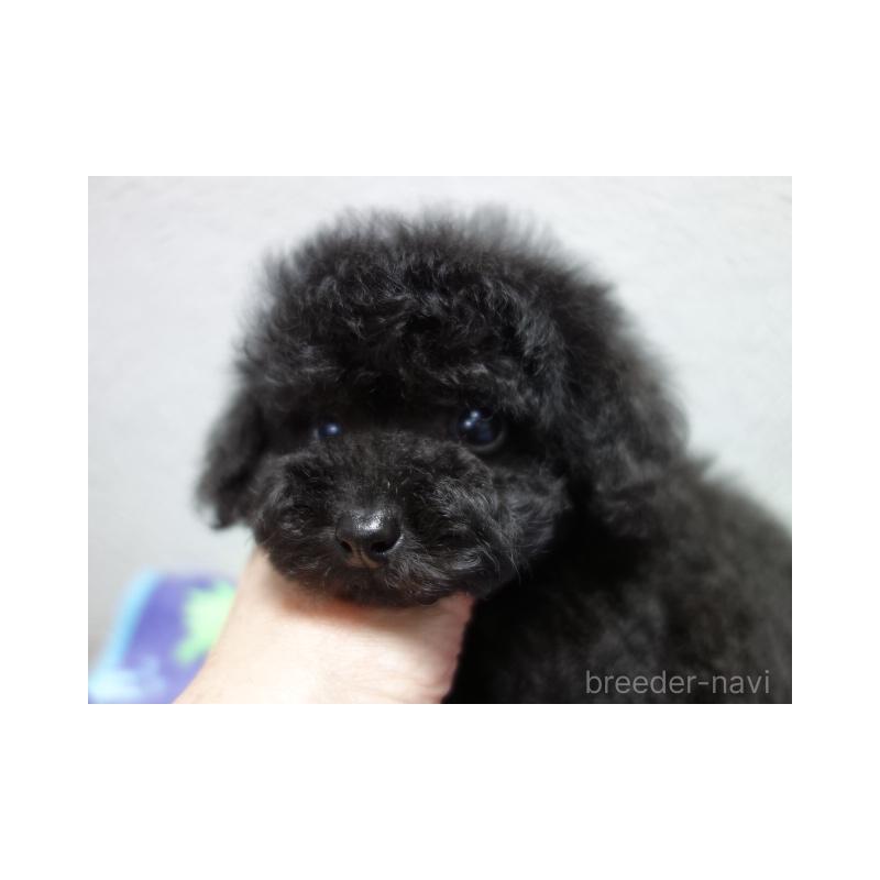 販売中の大阪府のタイニープードル-439915の5枚目
