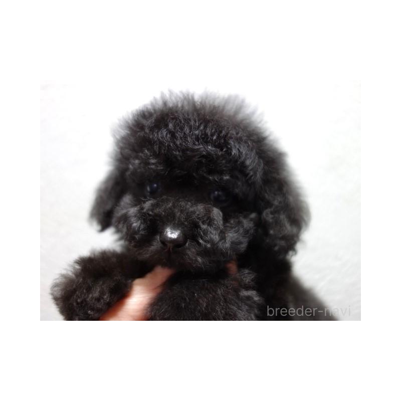 販売中の大阪府のタイニープードル-439915の4枚目