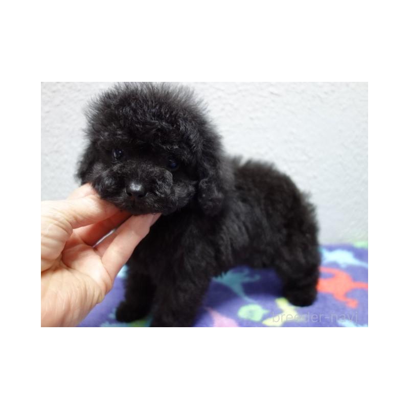 販売中の大阪府のタイニープードル-439915の3枚目