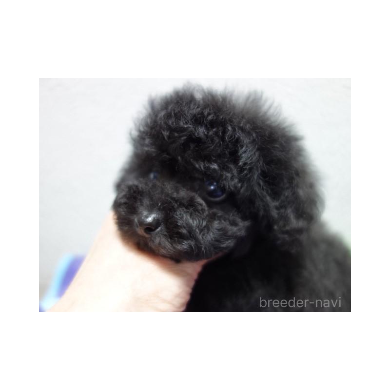 販売中の大阪府のタイニープードル-439915の2枚目