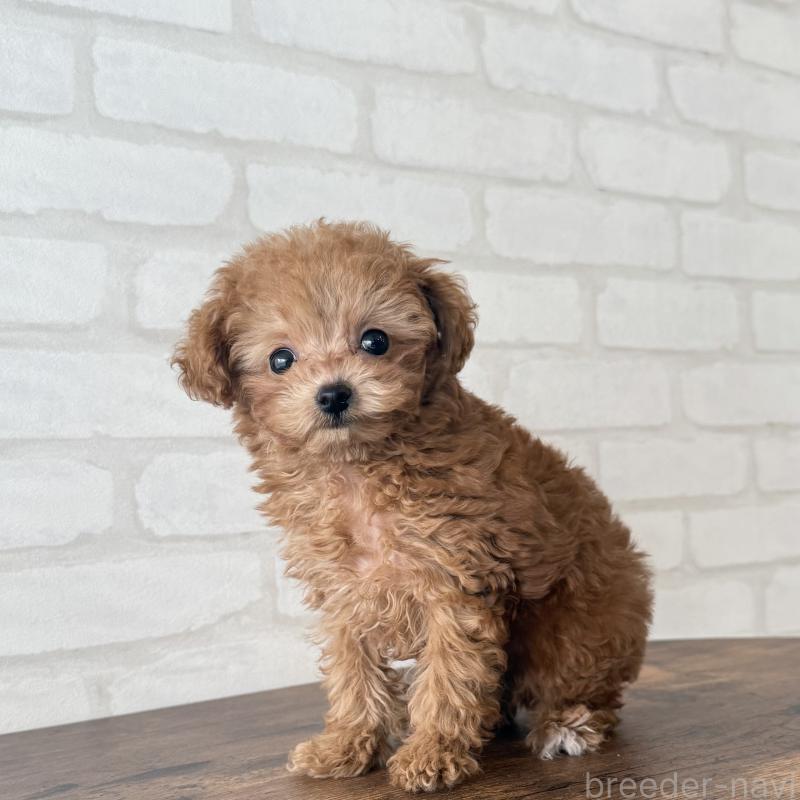 販売中の大阪府のトイプードル-439914の10枚目