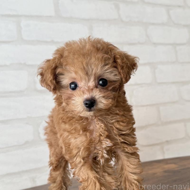 販売中の大阪府のトイプードル-439914の8枚目