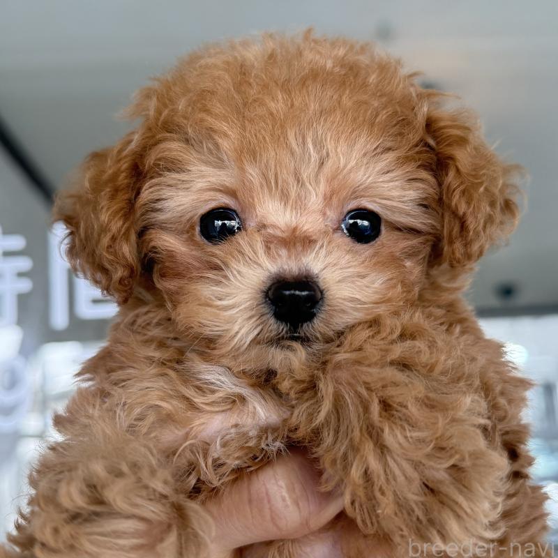 販売中の大阪府のトイプードル-439914の7枚目