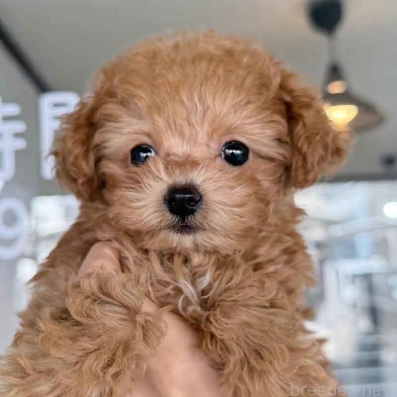 販売中の大阪府のトイプードル-439914の5枚目