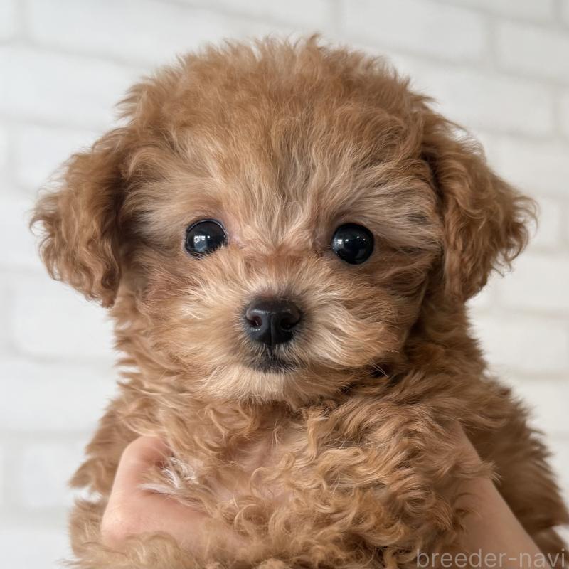 販売中の大阪府のトイプードル-439914の4枚目