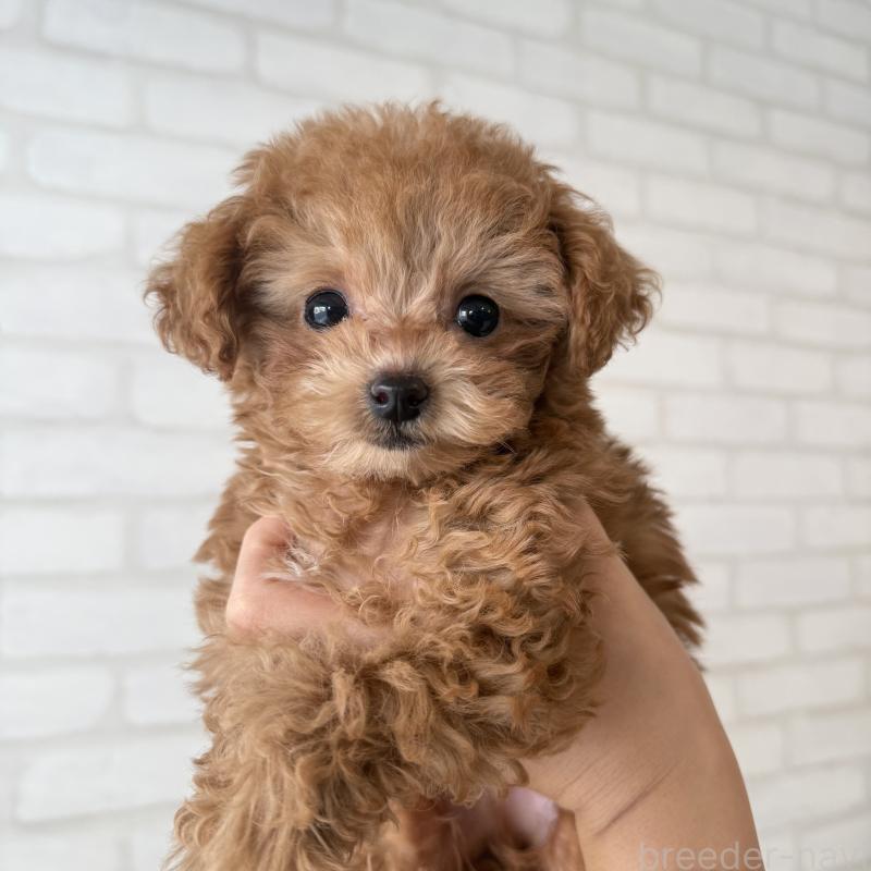 販売中の大阪府のトイプードル-439914の3枚目