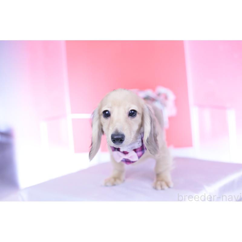 販売中の愛知県のミニチュアダックスフンド(ロングヘアード)-421513の11枚目